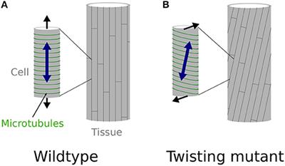 Mechanical Conflicts in Twisting Growth Revealed by Cell-Cell Adhesion Defects